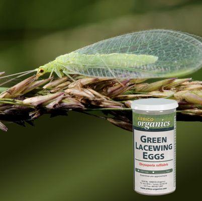 ARBICO Organics Green Lacewing