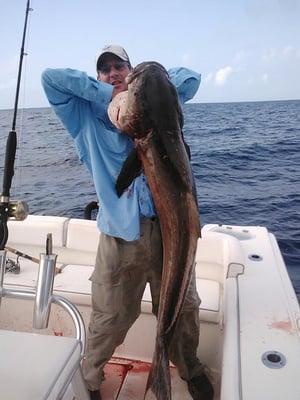 cobia