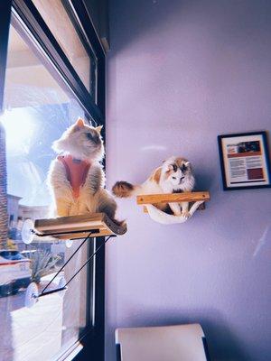 My Ragdolls enjoying the fun perching spots in the waiting room