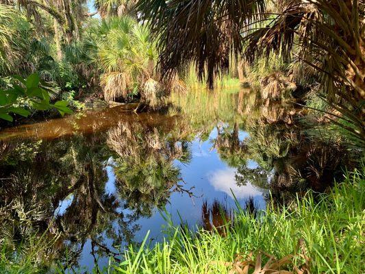 In Captain Forster Hammock Preserve