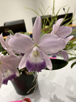 Member brought in orchid for show and sale.