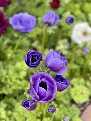 Anemone coronaria 2023.02.14