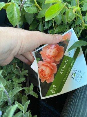 Found my believed At Last Rose! Bought three!!! They carry a lot of Proven Winners.