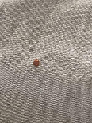 Bed bug alive 24 h after