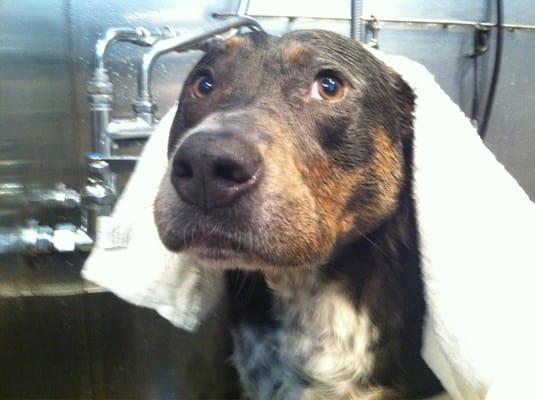 Copper "enjoying" his bath.