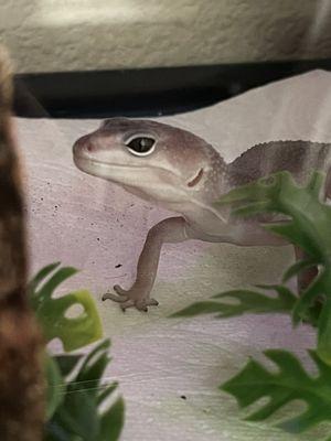 Our gecko dude, Leland