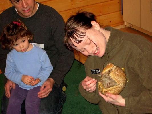 Animal Visitor - Armadillo!