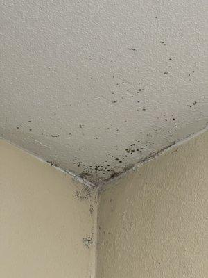 Mold and general nastiness.