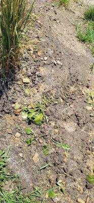 Workers walked on my berm, not their client's.