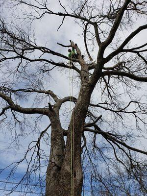 Removal, hackberry with rotten base split in two