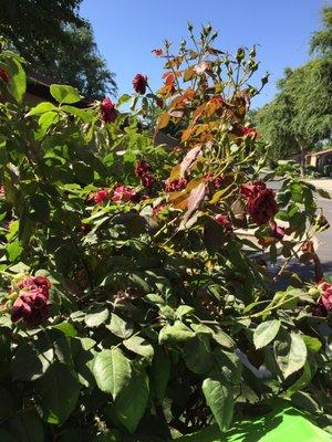 Dead rose bush the gardeners through the HOA never touch.