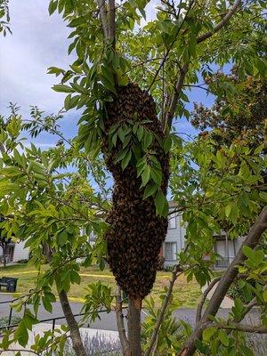 A big bee swarm