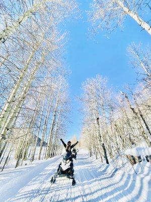 Aspen trees along the trail