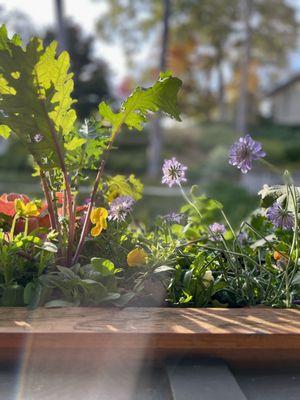 Fall light and the beautiful window box displays.