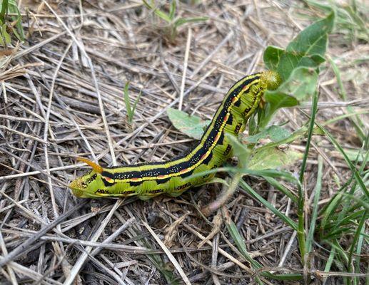 Hungry caterpillar!