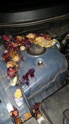 Some of the prickly pear juice leaked into the engine!