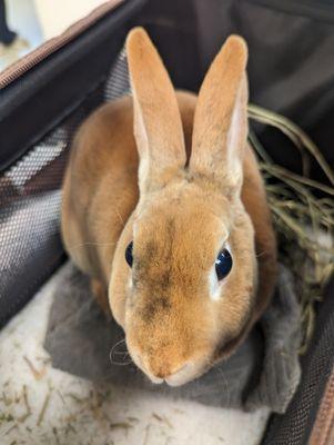 We love treating rabbits and other small mammals