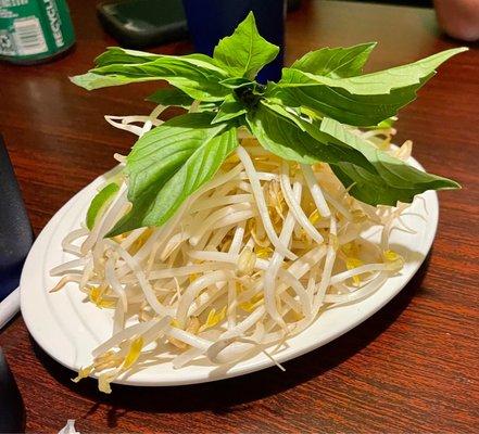 Fresh bean sprouts for Pho