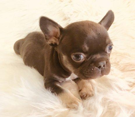 Chocolate & Tan exotic French Bulldog