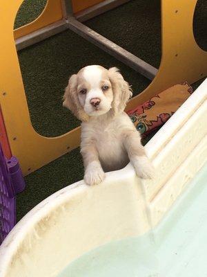 Barney learning of different things in the play yard