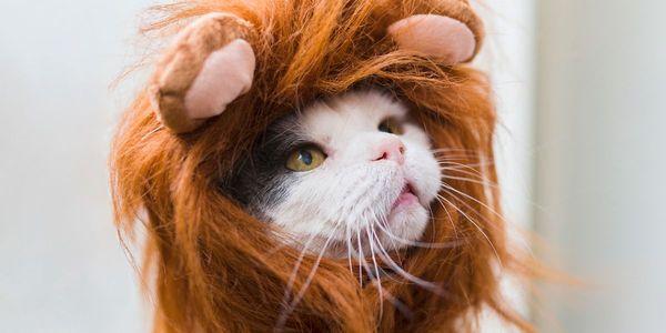 trying to get this costume for my cat