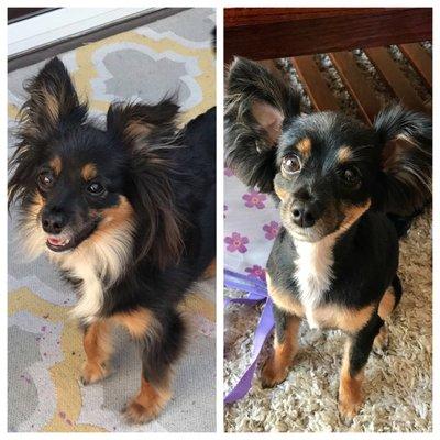 Before and after pic. I love the summer cut they did on my long- haired chihuahua