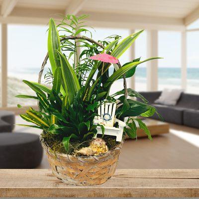 This Beach Cottage-styled Garden brings the sandy-toed and cozy feeling to its recipients with these assortments of Florida-grown plants.