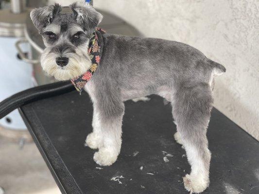 Asian fusion style schnauzer haircut