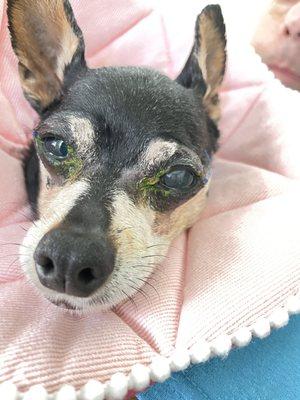 4/6/23   24 hours after cataracts surgery  Bella 12 yrs old.   Lense in left eye only. Couldn't do right eye.