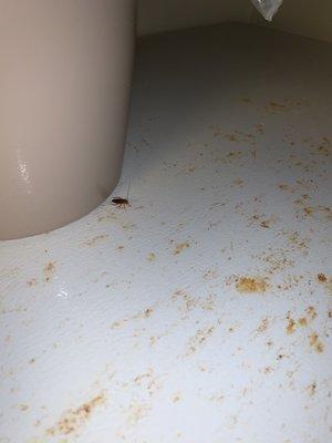 Cockroach #2