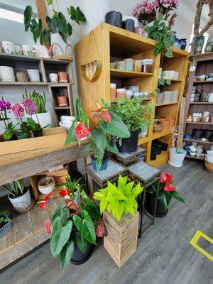 Lots of houseplants and pots