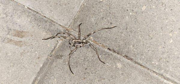 WOLF SPIDER?