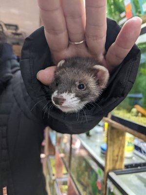 One of our friendly ferrets on an adventure