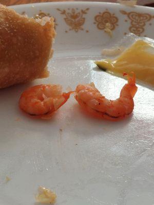 More shrimp with excrement