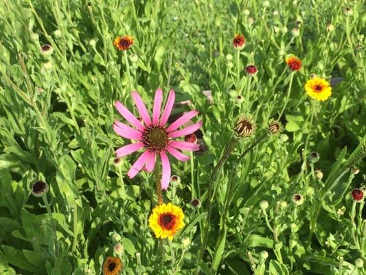 Echinacea (Echinacea tennessensis) and Calendula officinalis