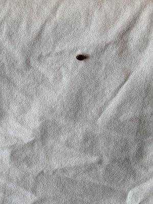 FUCKING BEDBUGS