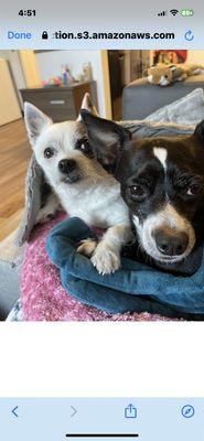 Big sister Sophie keeping Romeo company after the pitbull attack