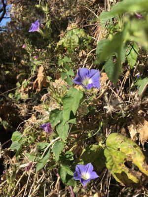 Along the Sutherland wash