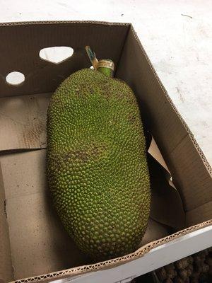 Jack fruit