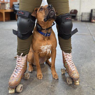 Our board and Train dogs get so much confidence building and distraction training