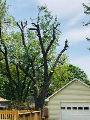 Topped silver maple tree