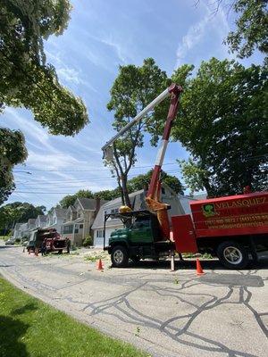 Tree removal with bucket truck  close  to wires .