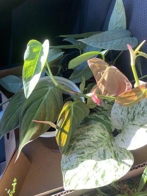 Plant purchase: philodendron micans, blue cebu pothos, and I believe the other pothos is a snow queen.