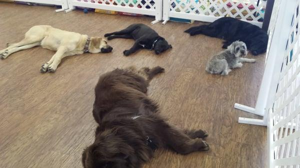 Daycare Turbo Play ends in Nap Time