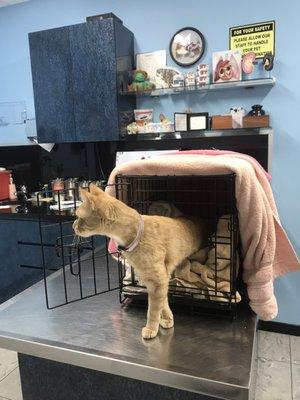 She felt safe enough there to leave her crate on her own (a first at any other vet she hides and won't come out )