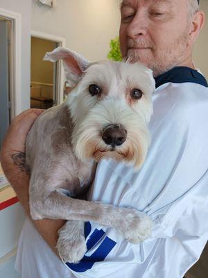 After a very close shave (we requested it to be level zero) He is a pure bred Mini Schnauzer we rescued off the streets.