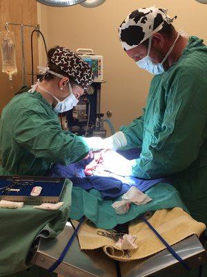 Drs. Otis & Cameron collaborate is small animal surgery.