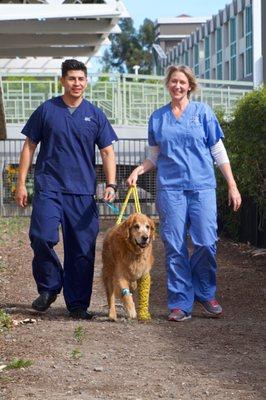 In post-op,all patients are offered a meal when they are alert and will be walked in the afternoon for elimination.