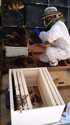 Here in Mike pulling off some of the old honeycomb from the wild hive so that we could transfer the colony to the bee box