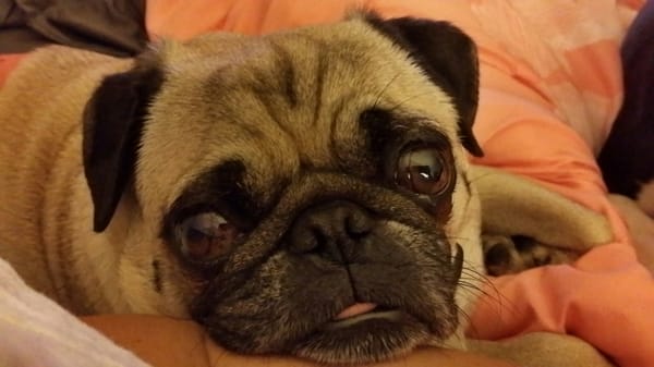 One of the dog sitting pugs